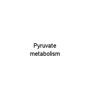 Pyruvate metabolism